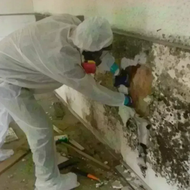 Mold Remediation and Removal in Mercer, PA